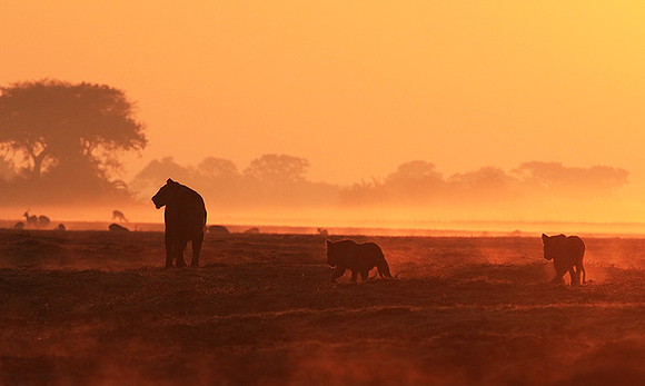 Kafue NP