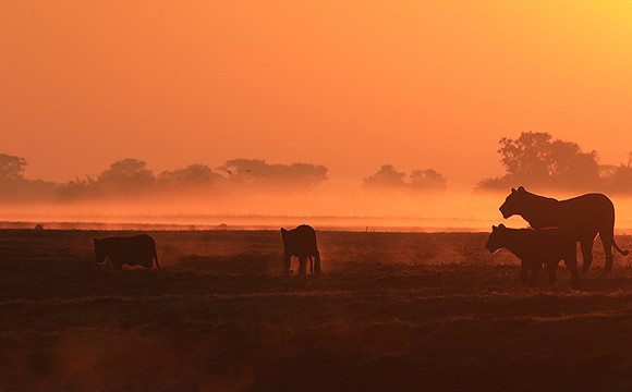Kafue NP