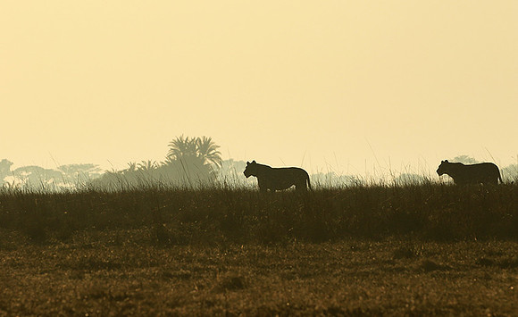 Kafue NP