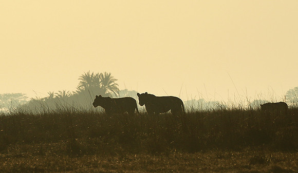 Kafue NP