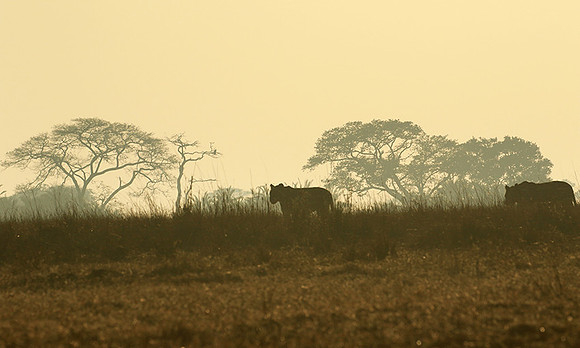 Kafue NP