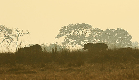 Kafue NP