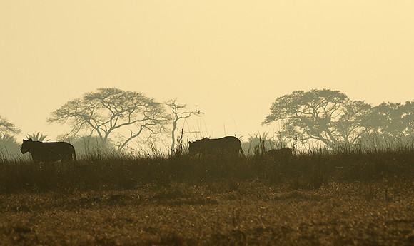 Kafue NP