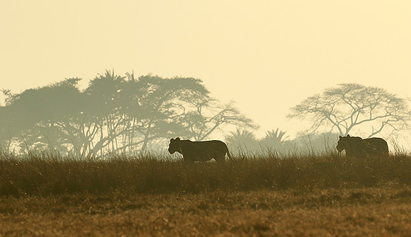 Kafue NP