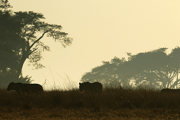 Kafue NP