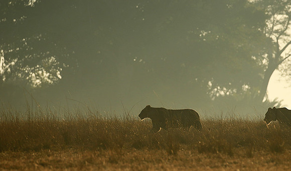 Kafue NP