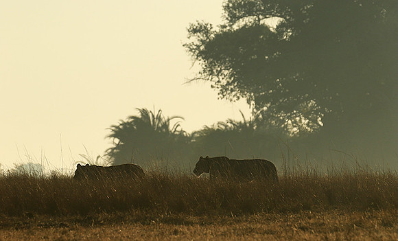 Kafue NP