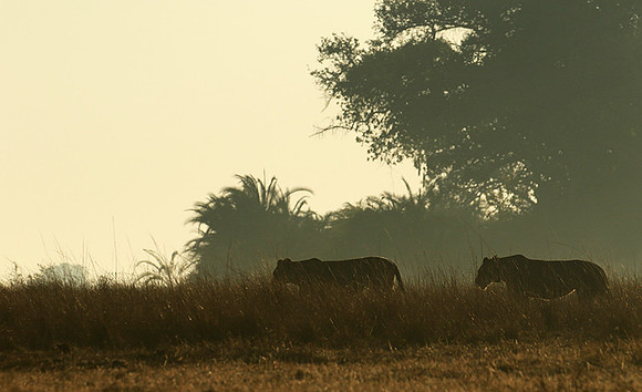 Kafue NP