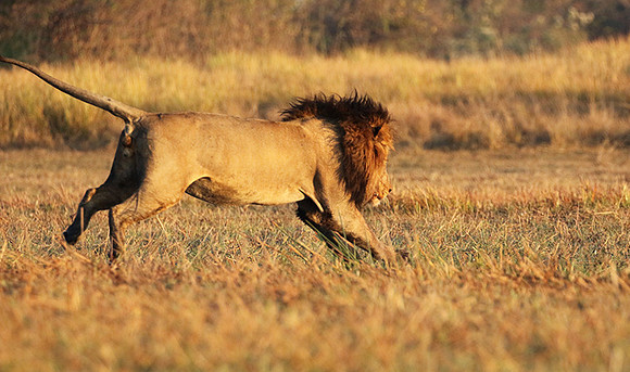 Kafue NP