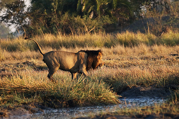 Kafue NP