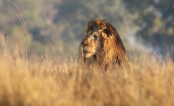 Kafue NP