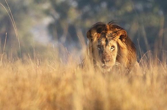 Kafue NP