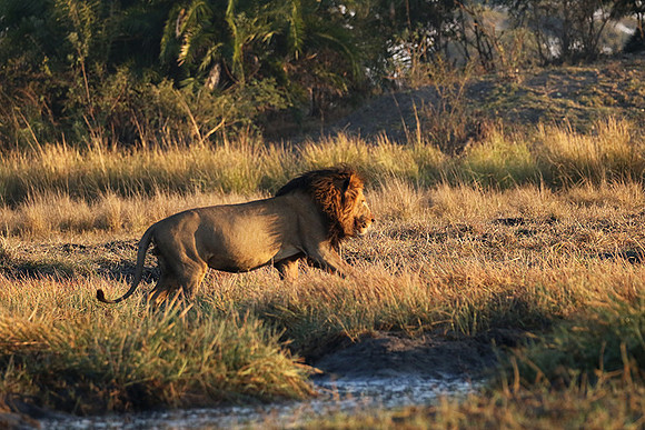 Kafue NP
