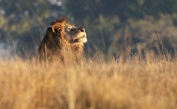 Kafue NP