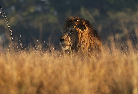 Kafue NP