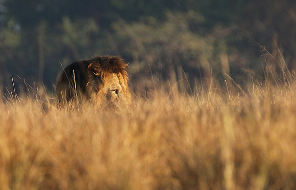 Kafue NP