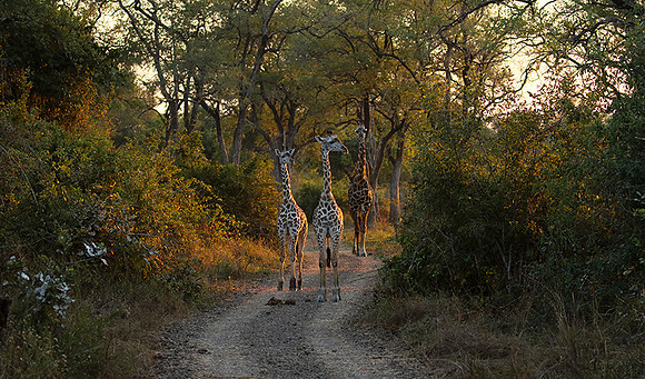 Giraffes thornicraft - South Luangwa
