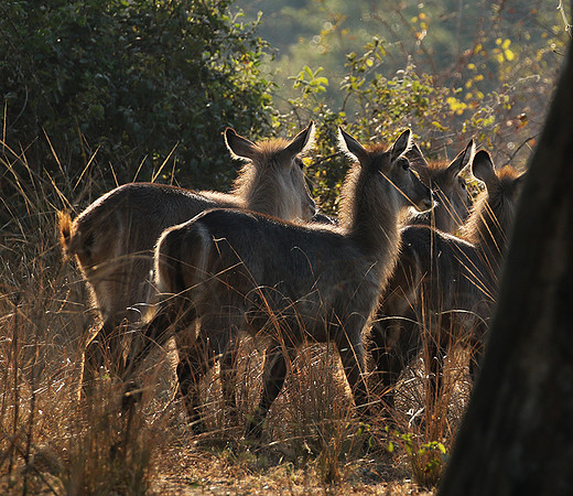 South Luangwa