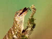 Giant banded anole