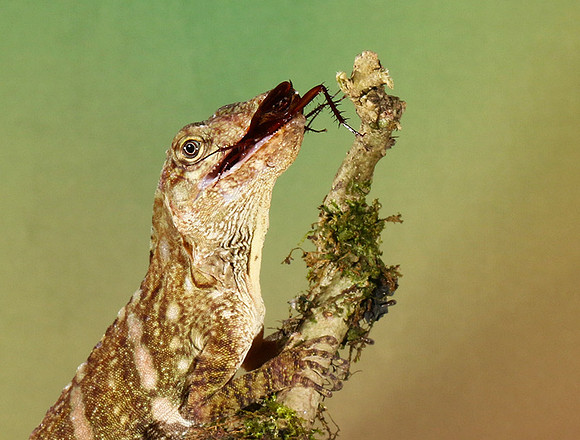 Giant banded anole