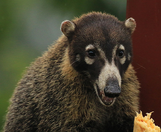 White-nosed coati