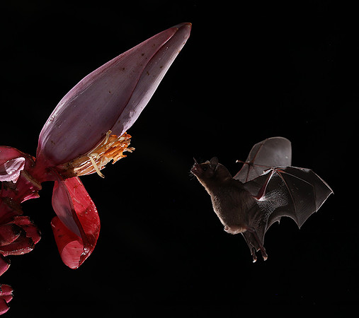 Bats