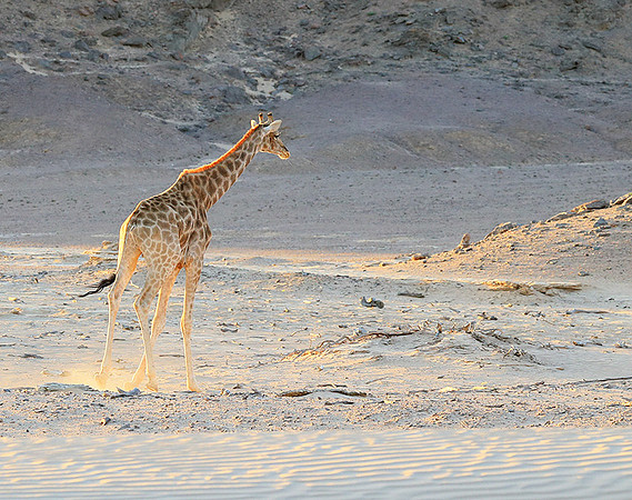 Angola giraffe at Skeleton coast