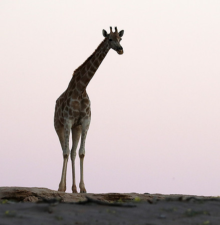 Skeleton coast