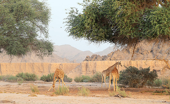 Skeleton coast