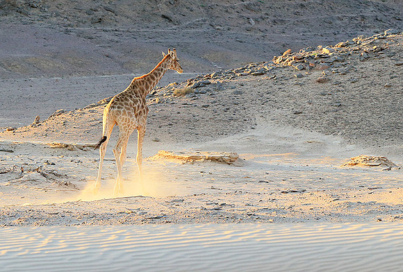 Angola giraffe at Skeleton coast