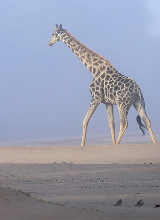 Skeleton coast