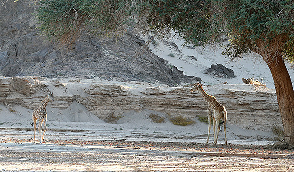 Skeleton coast