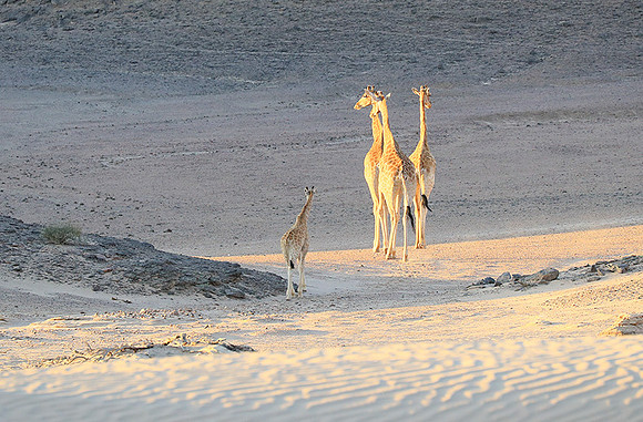 Angola giraffe at Skeleton coast
