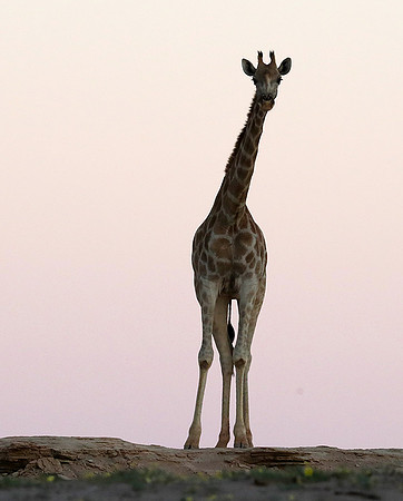 Skeleton coast
