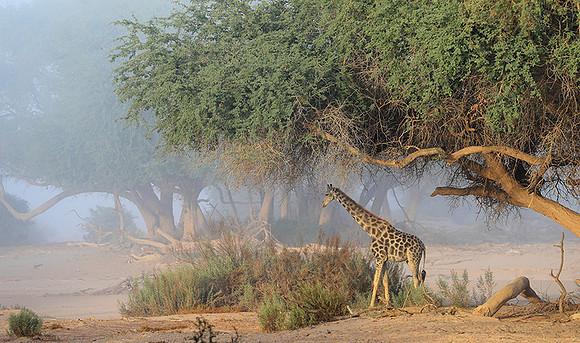 Skeleton coast