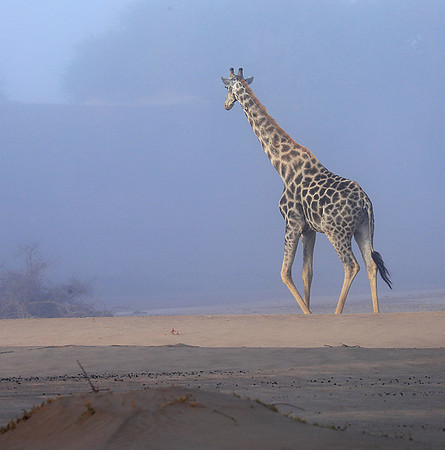 Skeleton coast
