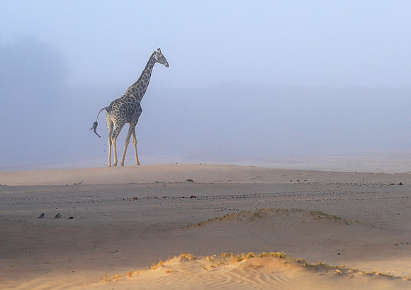Skeleton coast
