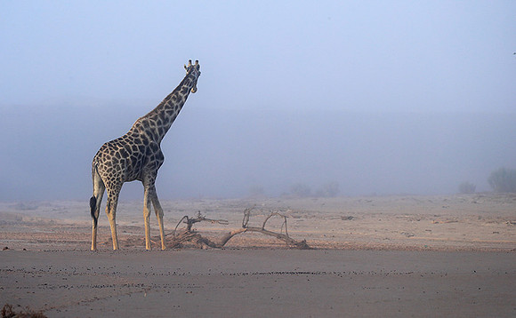 Skeleton coast
