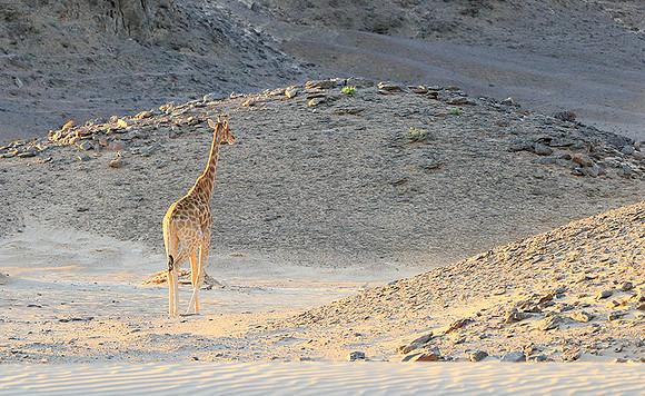 Angola giraffe at Skeleton coast