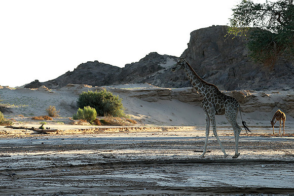 Skeleton coast