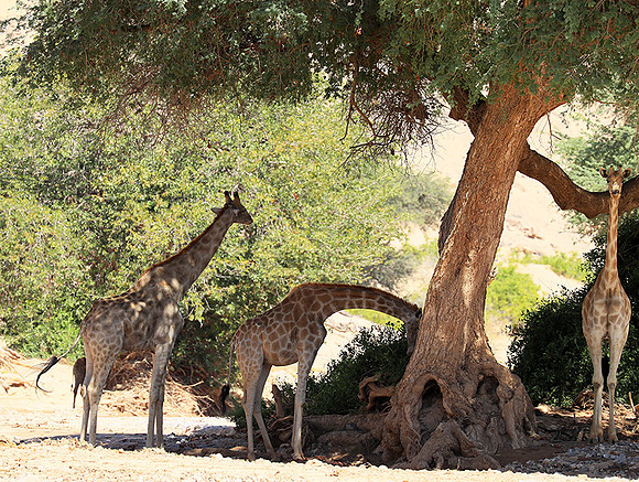 Skeleton coast