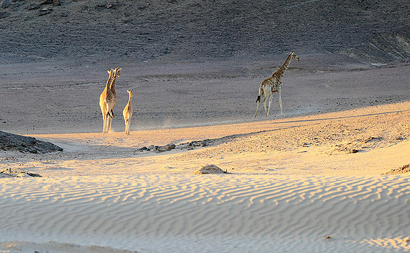 Skeleton coast