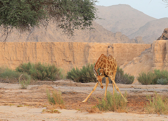 Skeleton coast