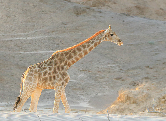 Angola giraffe at Skeleton coast