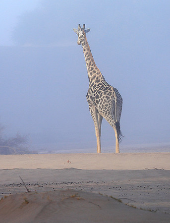 Skeleton coast