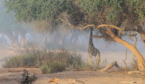 Skeleton coast