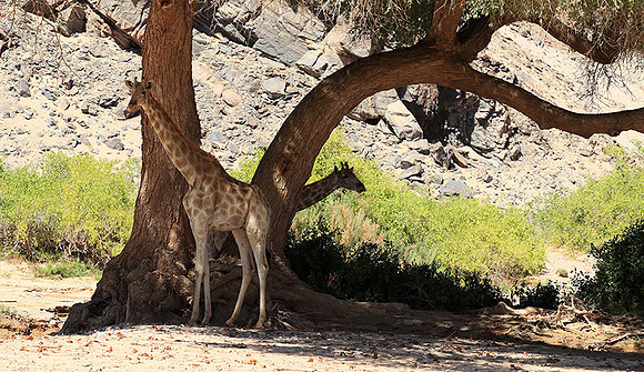 Skeleton coast