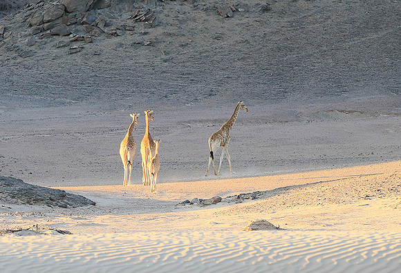 Angola giraffe at Skeleton coast