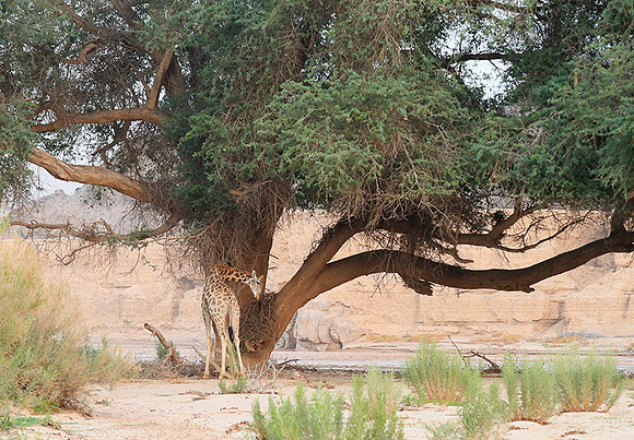 Skeleton coast