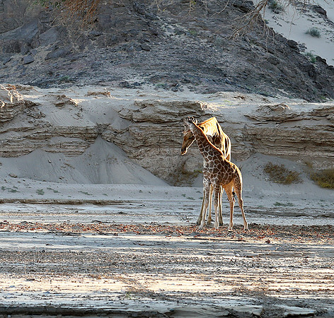 Skeleton coast